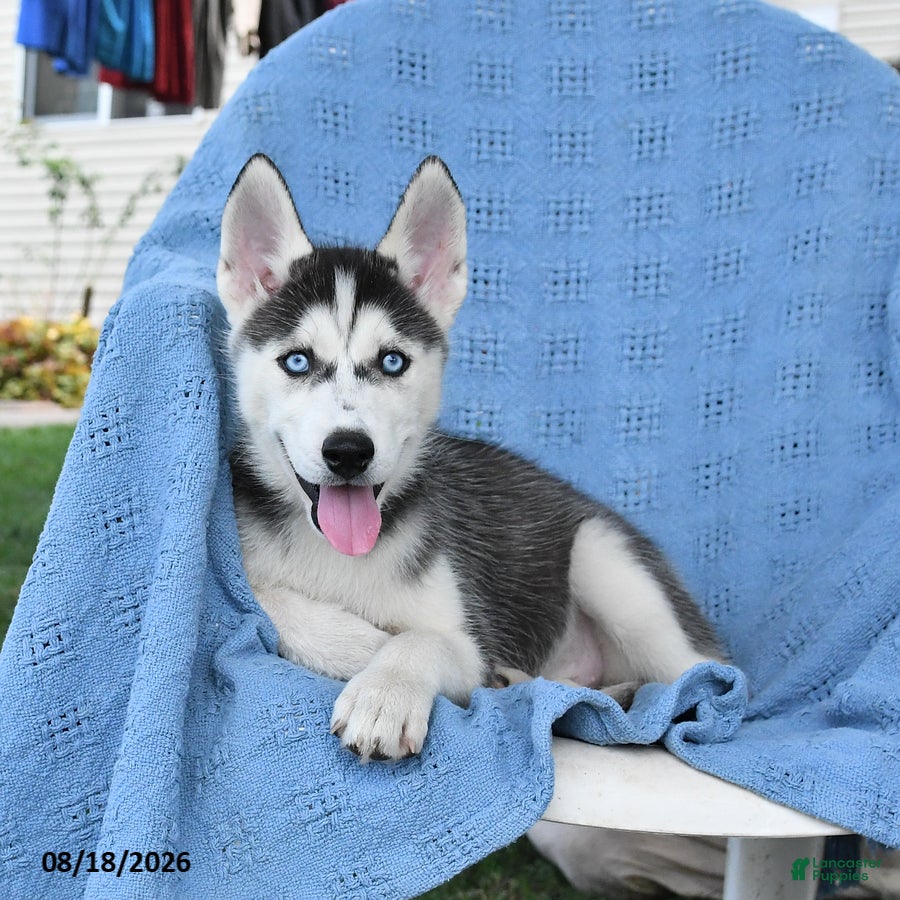 Siberian Husky dogs Bridget - Ad 2