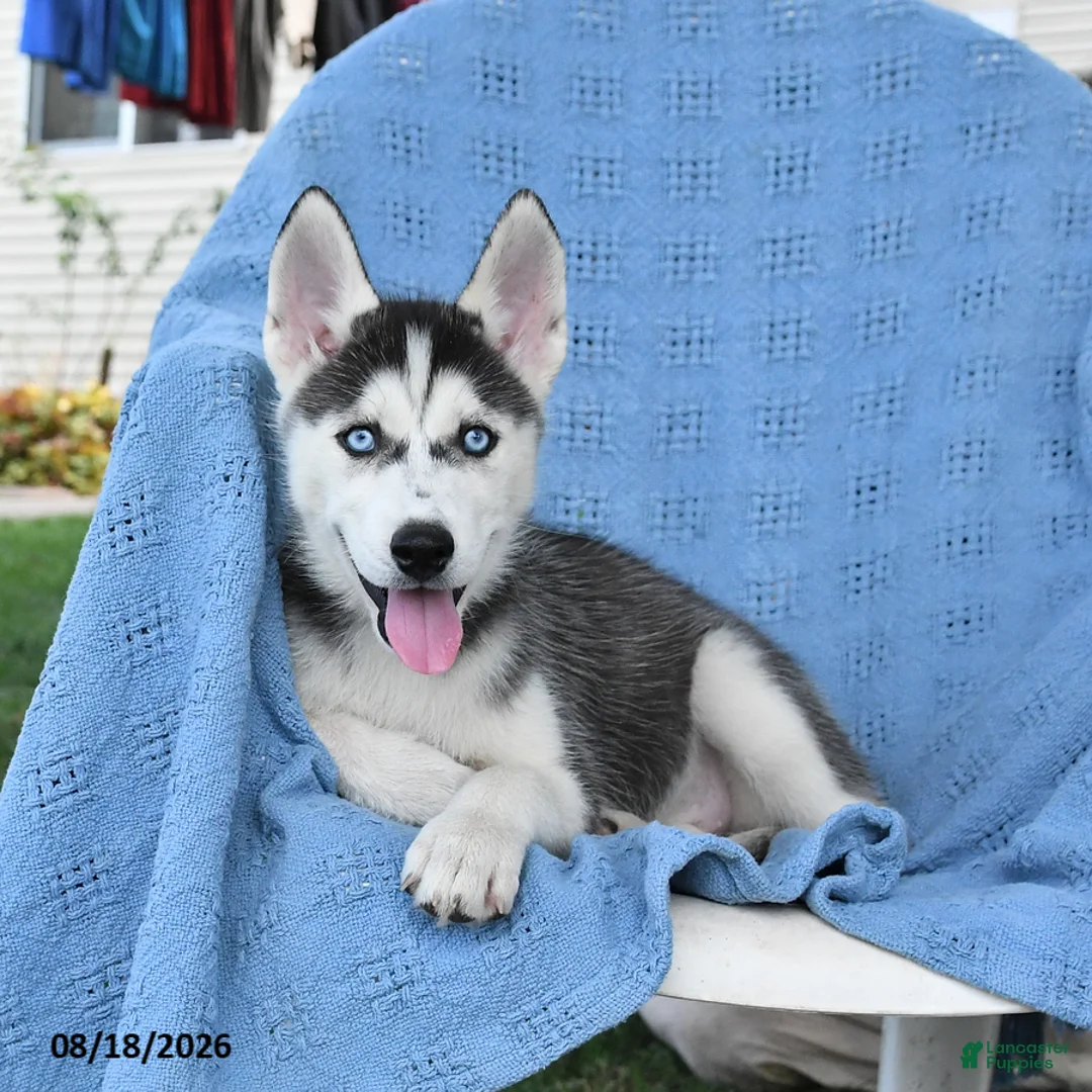 Siberian Husky dogs for sale: Bridget - Ad 2