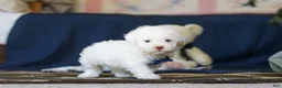 Toy Poodle dogs for sale: Bingo - Ad 5