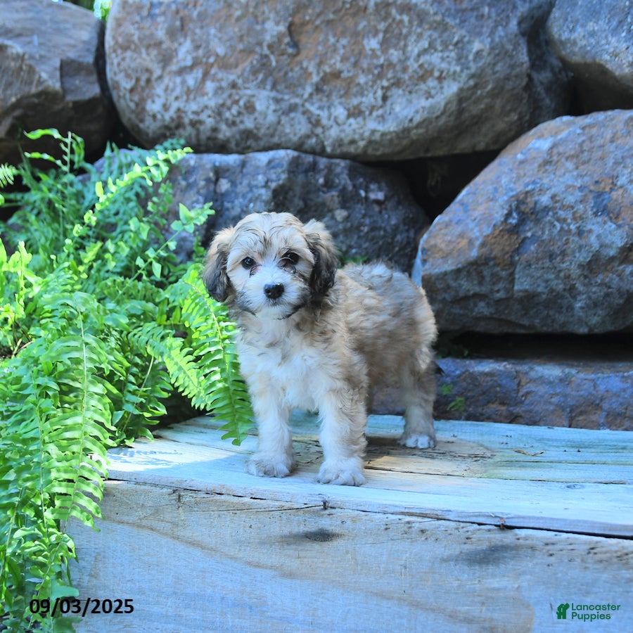 Mini Goldendoodle dogs Kai   - Ad 2