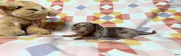 Miniature Dachshund dogs for sale: AKC Isabella Dapple Long Haired Female  - Ad 9
