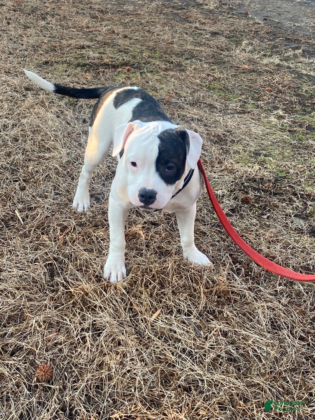 Mixed Breed dogs for sale: Scrappy  - Ad 1