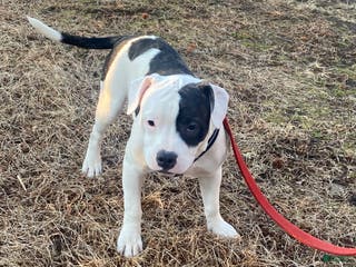 Mixed Breed dogs Scrappy - Ad 12