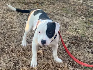 Mixed Breed dogs Scrappy - Ad 16