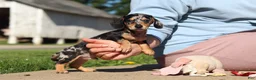 Miniature Dachshund dogs for sale: Barney - Ad 4