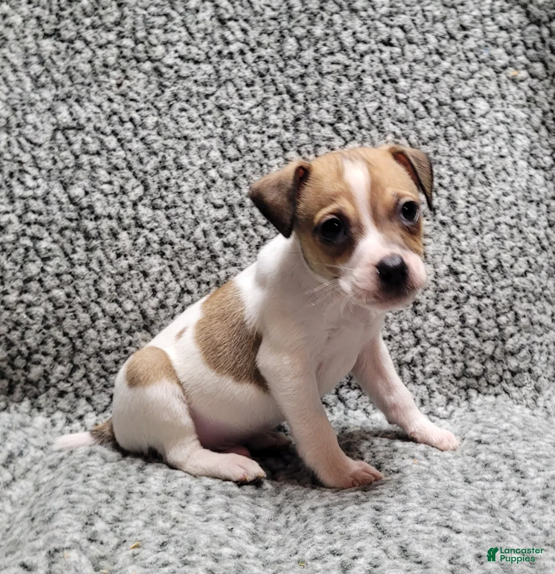 Jack Russell Terrier dogs for sale: Westfork's TORQ - Ad 4