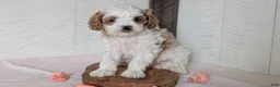 Cavapoo dogs for sale: Rocco - Ad 5