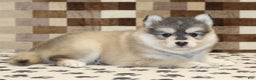 Pomsky dogs for sale: Piper - Ad 4