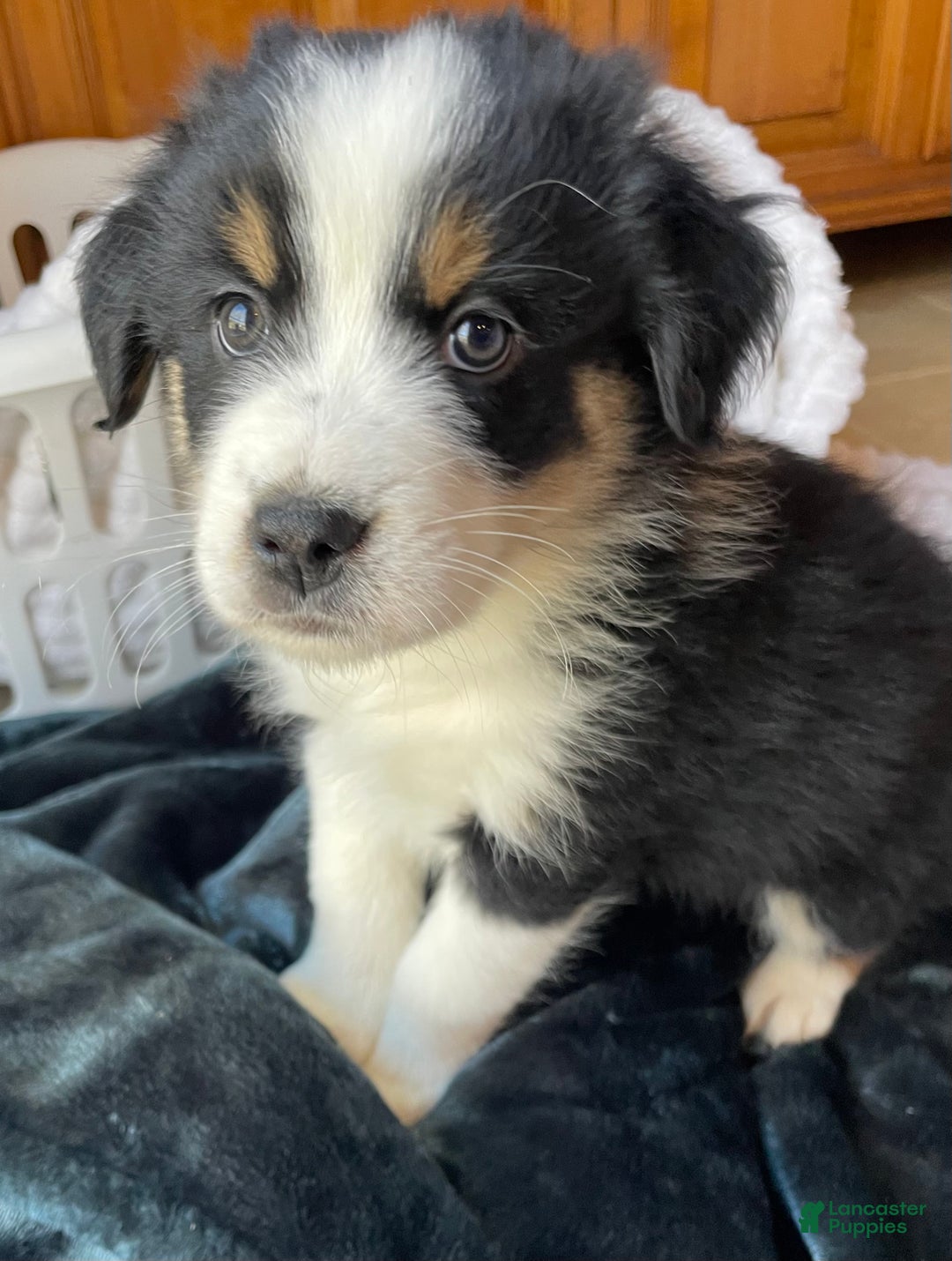Australian Shepherd dogs for sale: Cedar - Ad 2