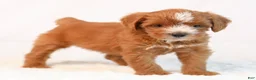 Mini Goldendoodle dogs for sale: Kira - Ad 3