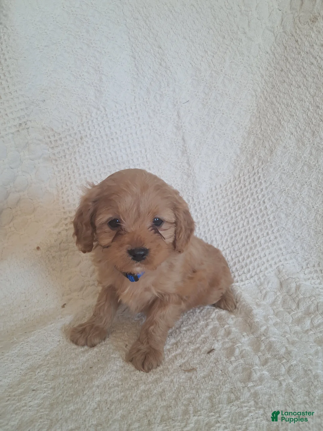 Cavapoo dogs for sale: Sonshine - Ad 5