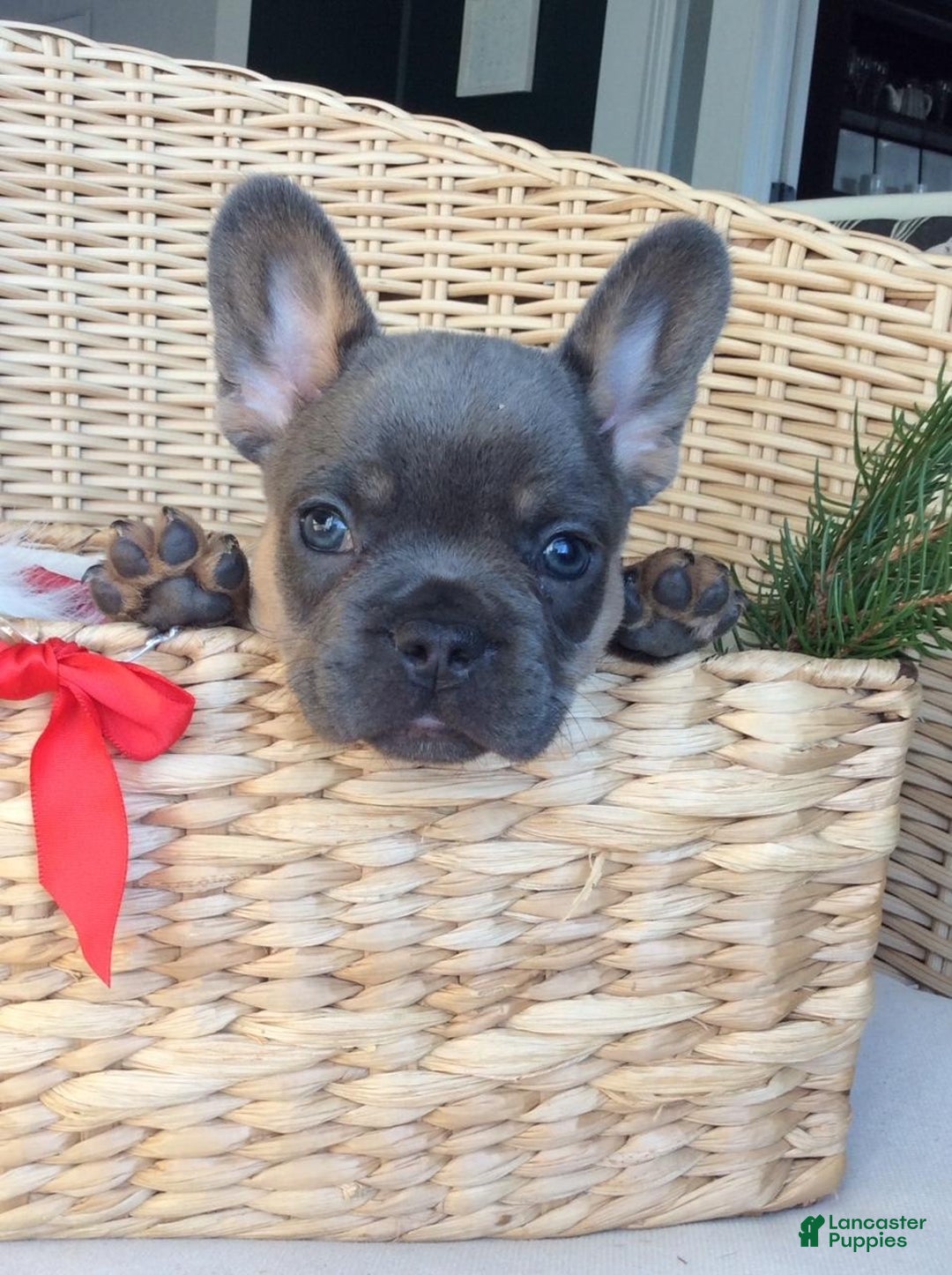 Gallery Image {{count}}