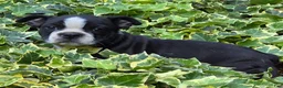 Boston Terrier dogs for sale: Rosie - Ad 5