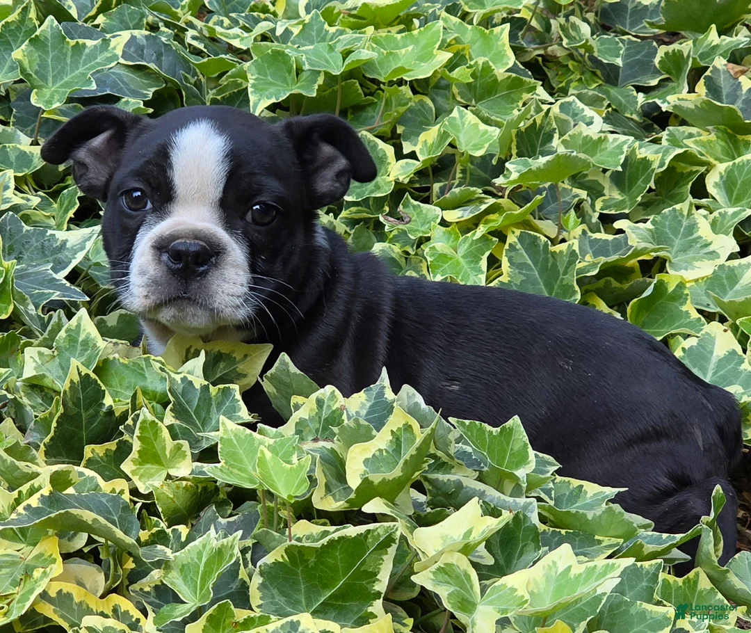 Boston Terrier dogs for sale: Rosie - Ad 5