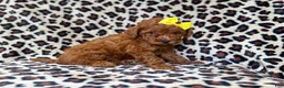 Mini Goldendoodle dogs for sale: Sydney - Ad 8