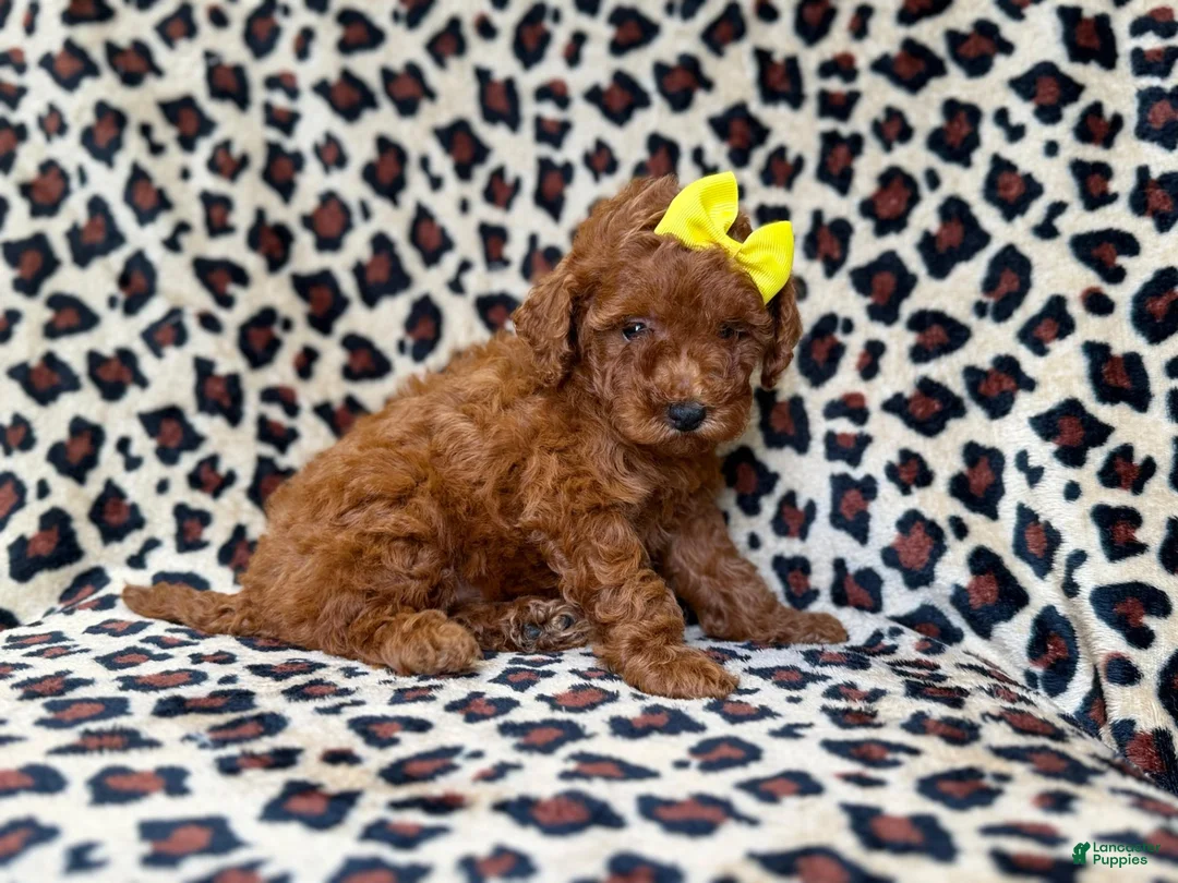 Mini Goldendoodle dogs for sale: Sydney - Ad 8