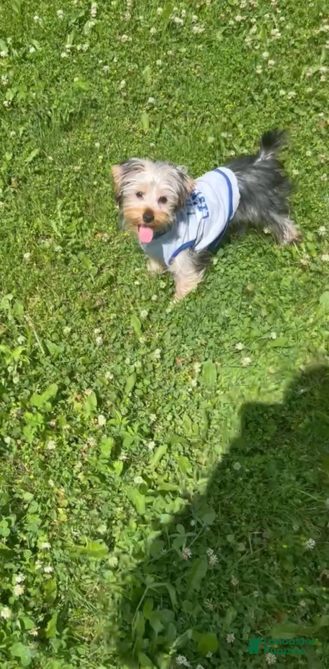 Yorkshire Terrier dogs for sale: Ace - Ad 3