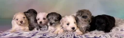 Schnoodle dogs for sale: Panther  - Ad 8