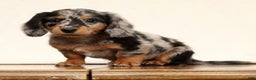 Miniature Dachshund dogs for sale: Ollie - Ad 3