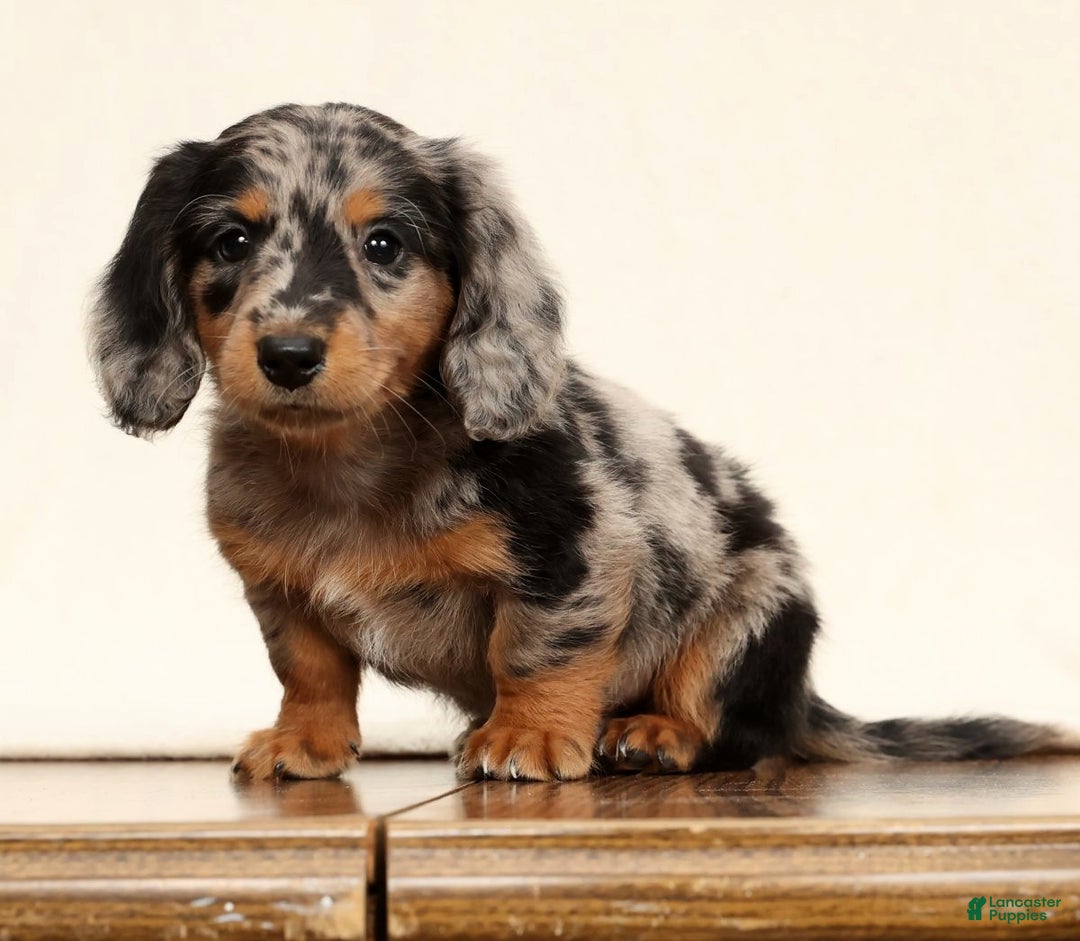 Miniature Dachshund dogs for sale: Ollie - Ad 3