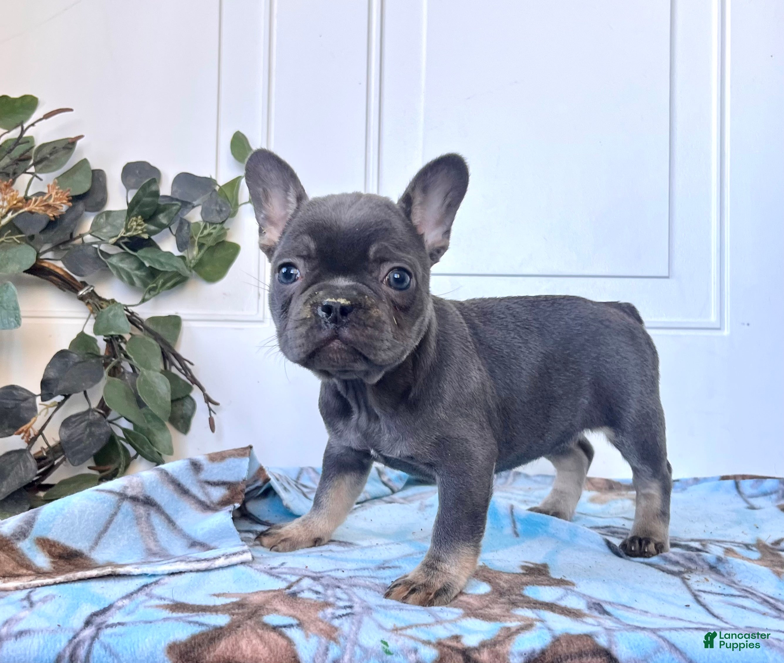 French Bulldog dogs STELLA🐾❤️AKC Christmas Ready❤️Call 717-471-7087 - Ad 42