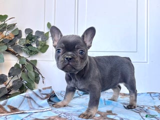 French Bulldog dogs STELLA🐾❤️AKC Christmas Ready❤️Call 717-471-7087 - Ad 42