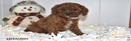 Cavapoo dogs for sale: Cami - Ad 3