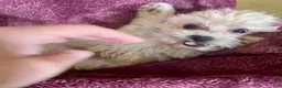 Yochon dogs for sale: Sammy - Ad 6