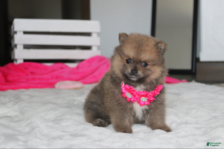 Pomeranian dogs Zara - Ad 1