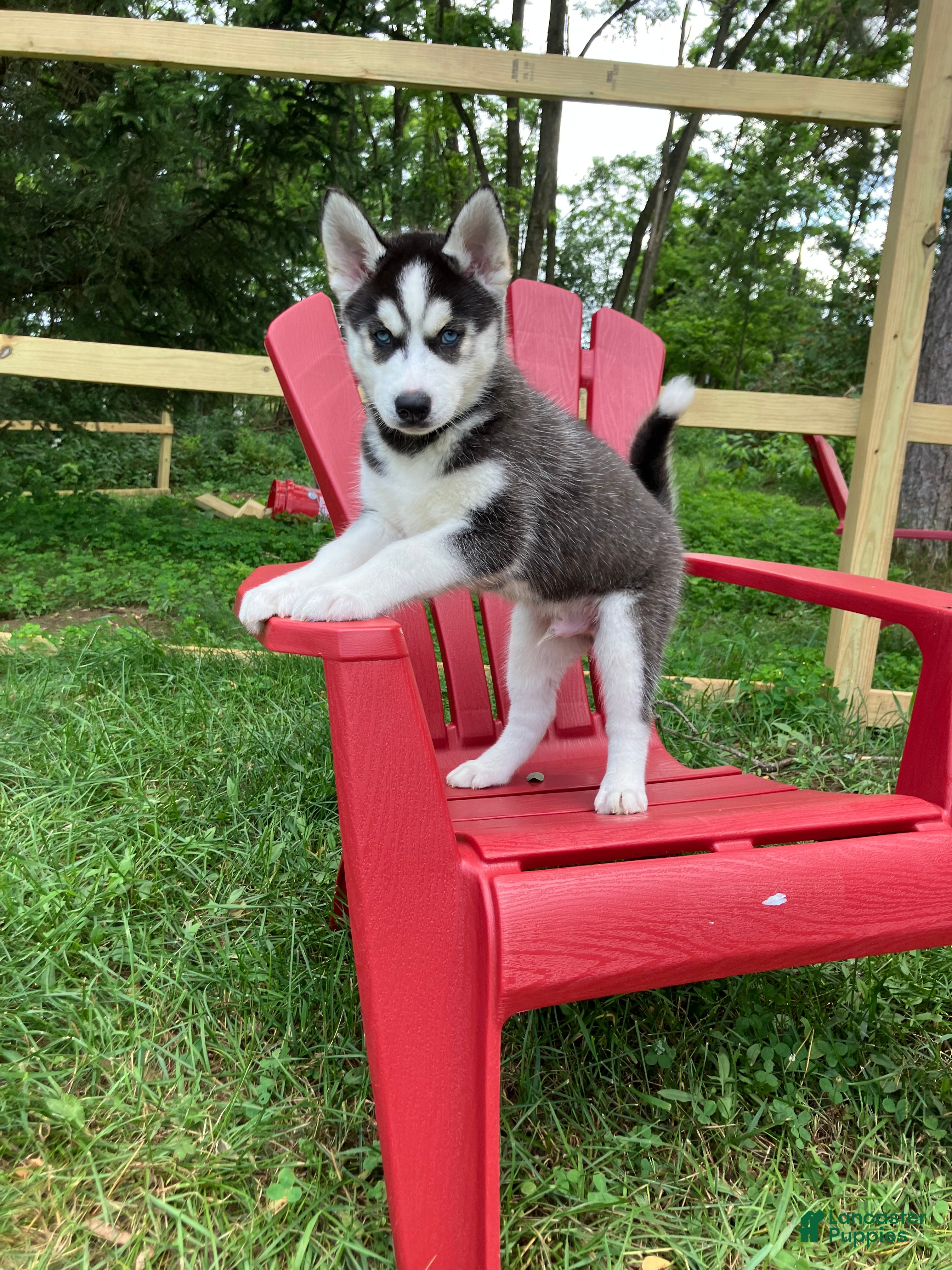 Siberian Husky dogs Peanut 🥜  - Ad 1