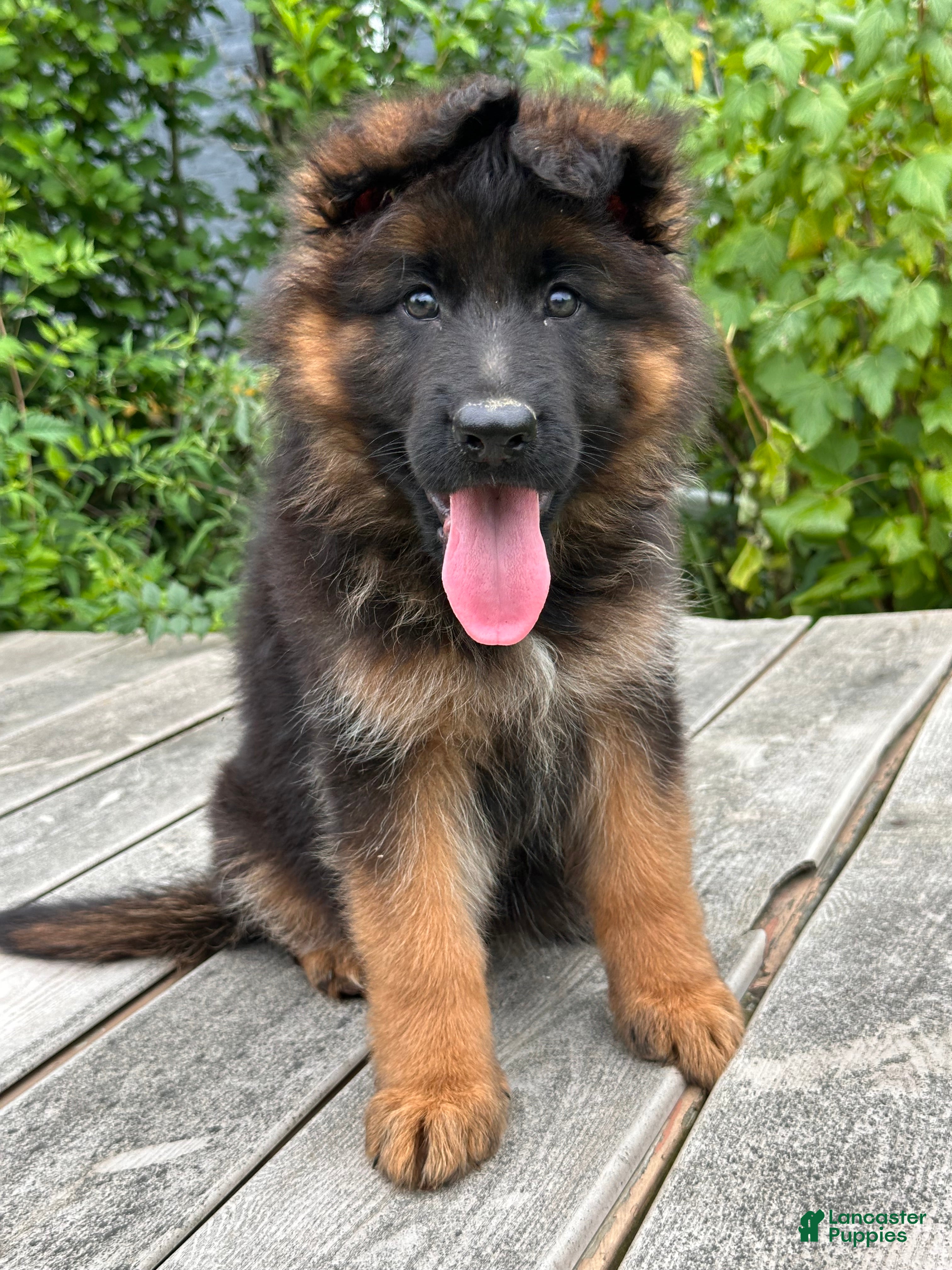 German Shepherd dogs Gracie - Ad 1