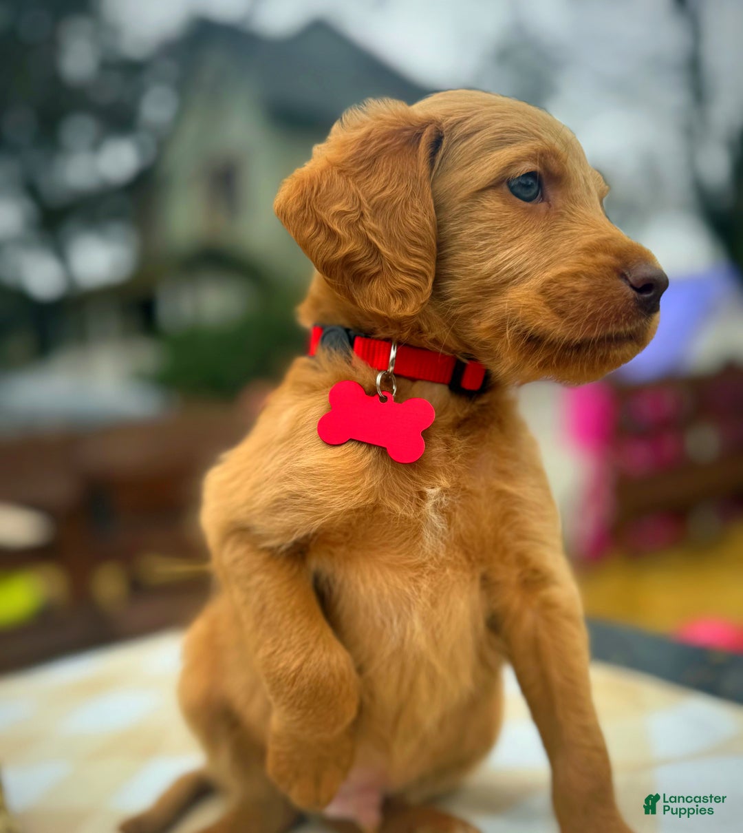 Labradoodle dogs for sale: Labradoodle Puppy 1 - Ad 9