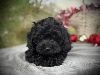 Cockapoo dogs Autumn - Ad 6