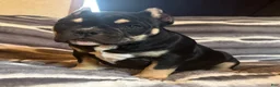 American Bully dogs for sale: Sarah  - Ad 5