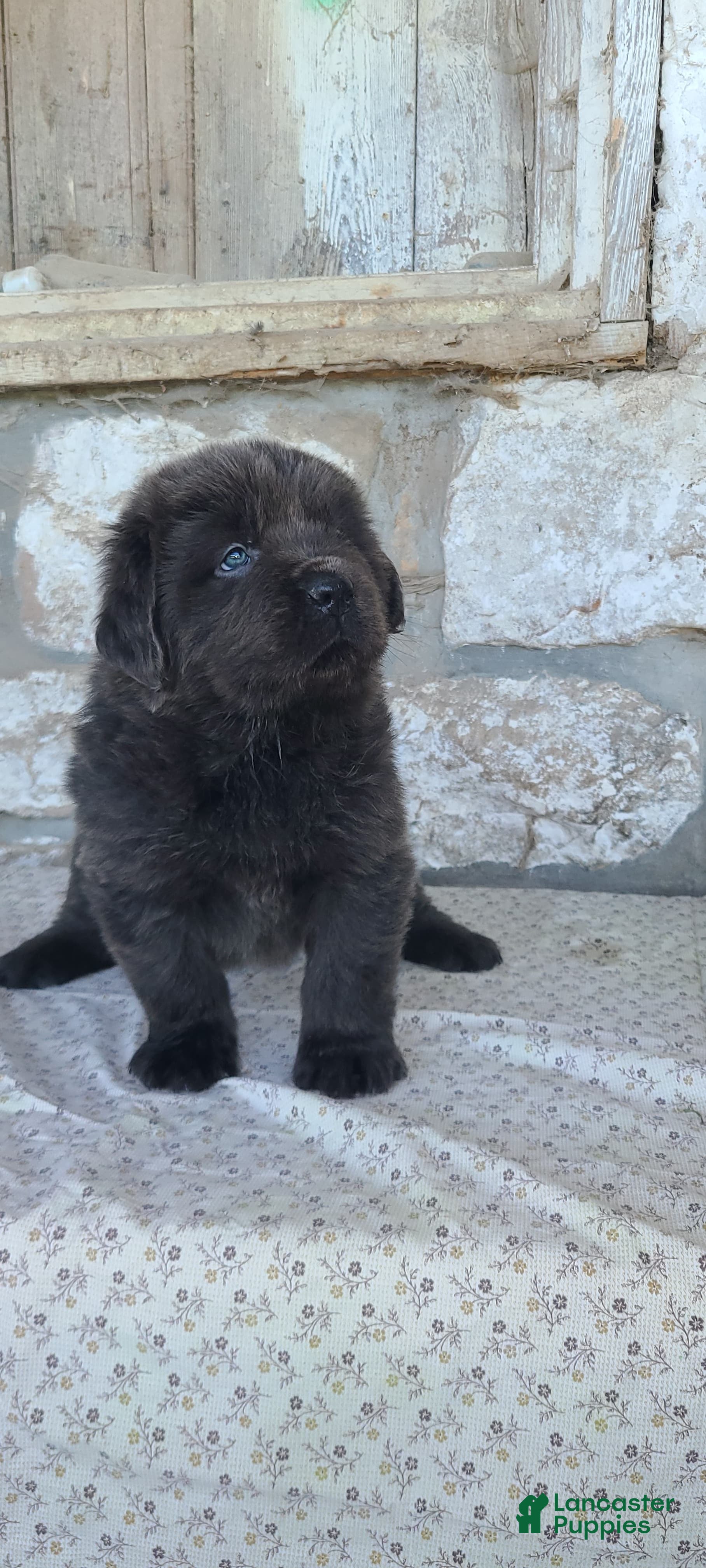Newfoundland dogs Newfoundland Puppy 4 - Ad 37