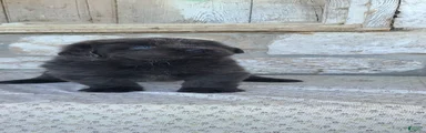 Newfoundland Puppy 4