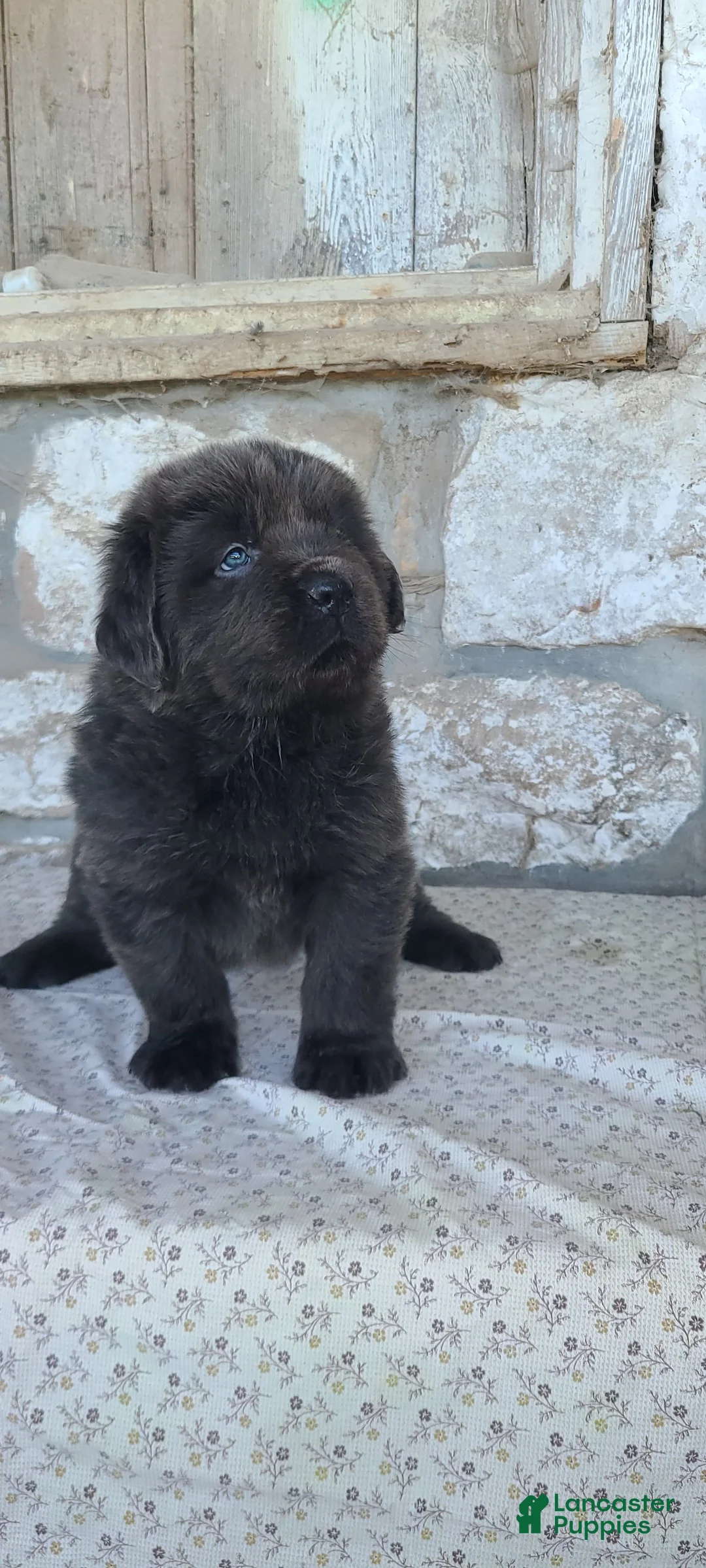 Newfoundland dogs for sale: Newfoundland Puppy 4 - Ad 1