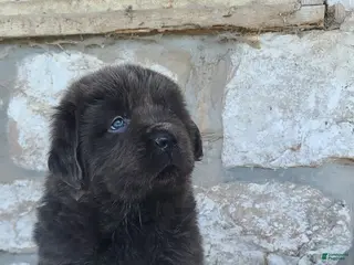 Newfoundland dogs Newfoundland Puppy 4 - Ad 34