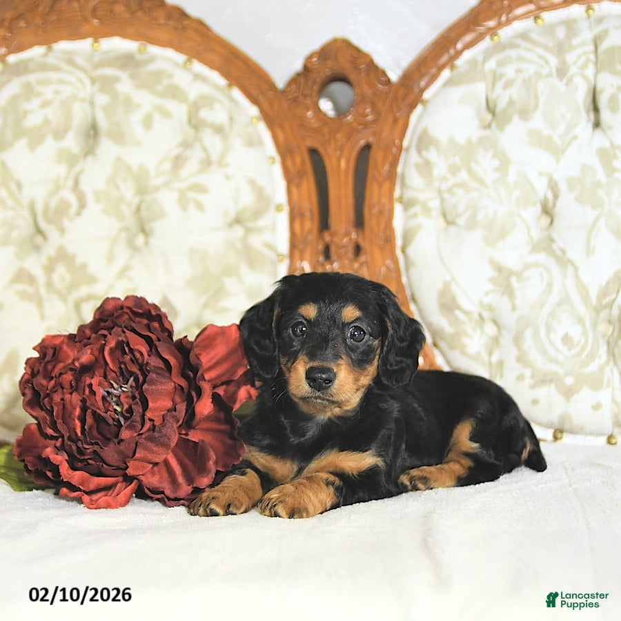 Miniature Dachshund dogs Pixie - Ad 2