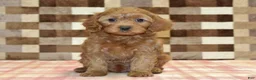 Cavapoo dogs for sale: Scout - Ad 3
