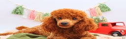 Miniature Poodle dogs for sale: Marshall - Ad 8