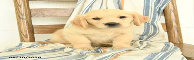 Jake