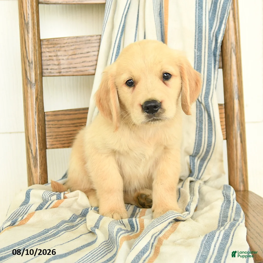Golden Retriever dogs for sale: Jake - Ad 1