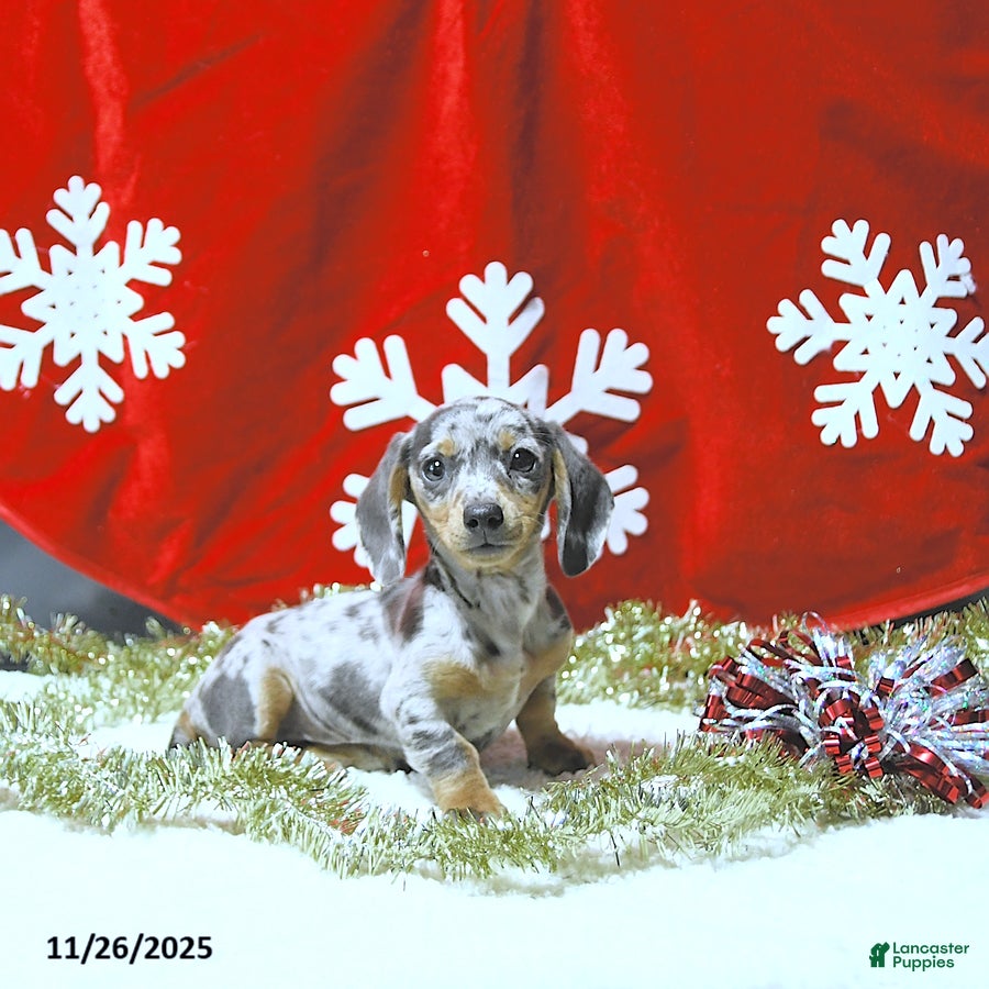Miniature Dachshund dogs Jessa RARE COLOR - Ad 8