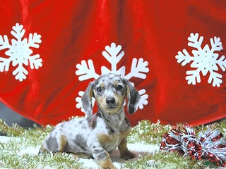 Miniature Dachshund dogs Jessa RARE COLOR - Ad 23