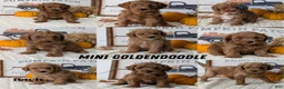 Mini Goldendoodle dogs for sale: Jax  - Ad 11