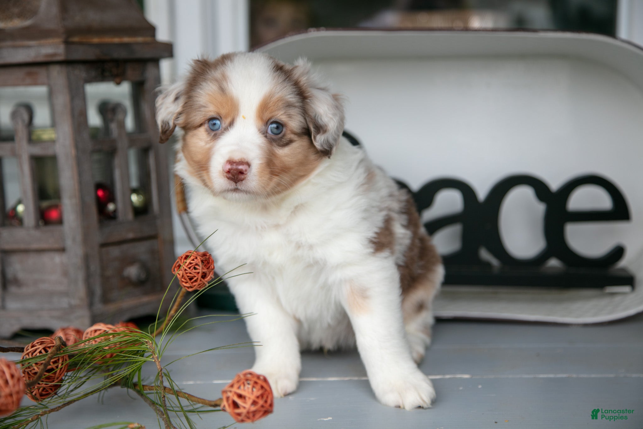 Australian Shepherd dogs Mose - Ad 2