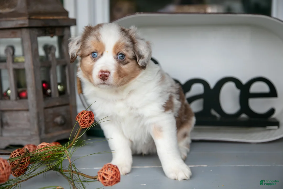 Australian Shepherd dogs for sale: Mose - Ad 2