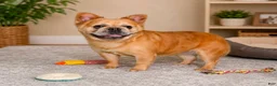 French Bulldog dogs for sale: Minty - Ad 7