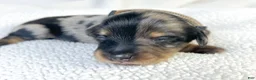 Miniature Dachshund dogs for sale: Chocolate - Ad 7